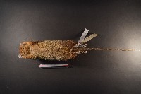 鬼鼠藏品圖，第7張