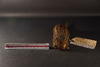 隱紋花松鼠藏品圖，第2張