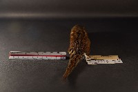 隱紋花松鼠藏品圖，第4張