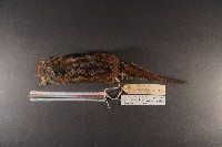 隱紋花松鼠藏品圖，第5張