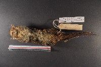 隱紋花松鼠藏品圖，第6張