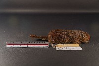 隱紋花松鼠藏品圖，第3張
