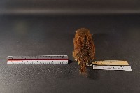 隱紋花松鼠藏品圖，第4張