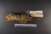 隱紋花松鼠藏品圖，第6張