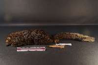 赤腹松鼠藏品圖，第1張