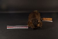 赤腹松鼠藏品圖，第2張