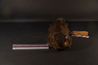 赤腹松鼠藏品圖，第3張