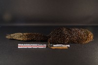 赤腹松鼠藏品圖，第4張