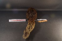 赤腹松鼠藏品圖，第5張