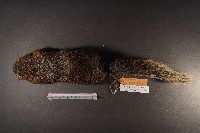 赤腹松鼠藏品圖，第6張