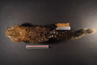 赤腹松鼠藏品圖，第7張