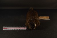 赤腹松鼠藏品圖，第2張