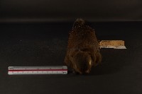 赤腹松鼠藏品圖，第3張