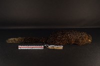 赤腹松鼠藏品圖，第4張