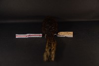 赤腹松鼠藏品圖，第5張