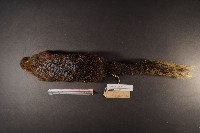 赤腹松鼠藏品圖，第6張