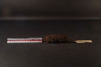 史密斯絨鼠藏品圖，第1張