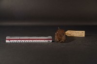 史密斯絨鼠藏品圖，第2張