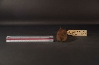 史密斯絨鼠藏品圖，第3張