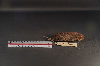 史密斯絨鼠藏品圖，第4張