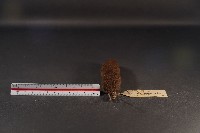 史密斯絨鼠藏品圖，第5張