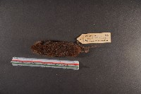 史密斯絨鼠藏品圖，第6張