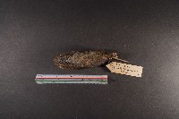 史密斯絨鼠藏品圖，第7張