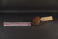 史密斯絨鼠藏品圖，第2張