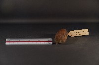 史密斯絨鼠藏品圖，第3張