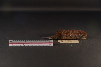 史密斯絨鼠藏品圖，第4張