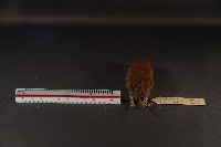 史密斯絨鼠藏品圖，第5張