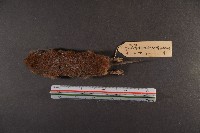 史密斯絨鼠藏品圖，第6張