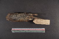 史密斯絨鼠藏品圖，第7張