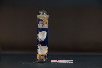 珍珠貝藏品圖，第1張