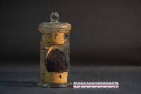 土蚌藏品圖，第1張