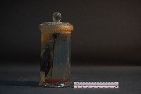 土蚌藏品圖，第2張