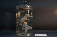 初出生之貓藏品圖，第1張