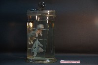 初出生之貓藏品圖，第2張