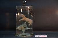 初出生之貓藏品圖，第3張