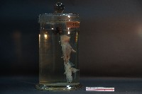 初出生之貓藏品圖，第4張