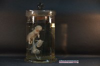 初出生之貓藏品圖，第2張