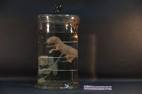 初出生之貓藏品圖，第3張