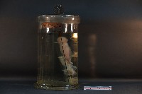 初出生之貓藏品圖，第4張