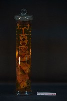 貓的發生順序藏品圖，第1張