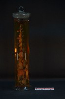 貓的發生順序藏品圖，第2張