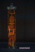 貓的發生順序藏品圖，第3張