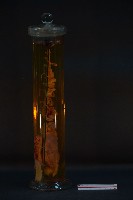 貓的發生順序藏品圖，第4張