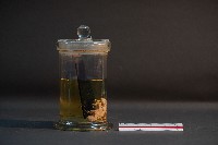 嚙齒類胎兒藏品圖，第2張