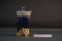 嚙齒類胎兒藏品圖，第3張