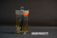 嚙齒類胎兒藏品圖，第4張